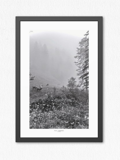 Morning Grazing - Framed Fine Art Photography Print - artisCHt