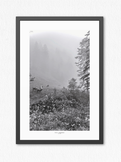 Morning Grazing - Framed Fine Art Photography Print - artisCHt